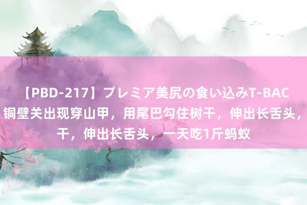 【PBD-217】プレミア美尻の食い込みT-BACK！8時間BEST 铜壁关出现穿山甲，用尾巴勾住树干，伸出长舌头，一天吃1斤蚂蚁